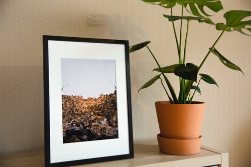 带有相框和盆栽室内植物的架子 · 免费素材图片