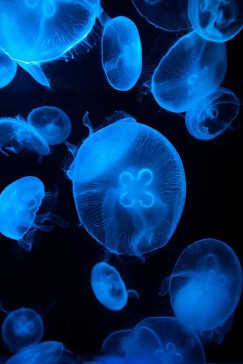 群海中的水母 · 免费素材图片