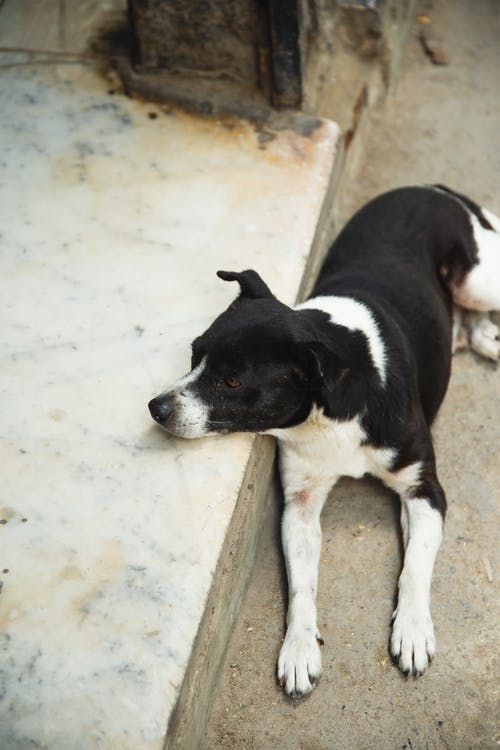 可爱的杂种狗在后院休息 · 免费素材图片