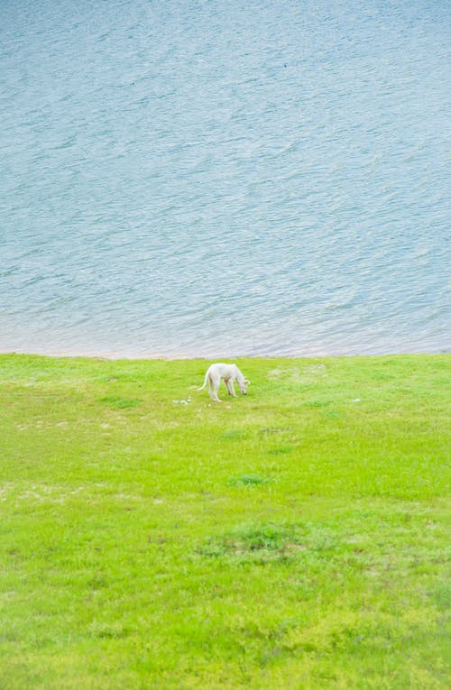 站立在象草的海岸的白狗 · 免费素材图片
