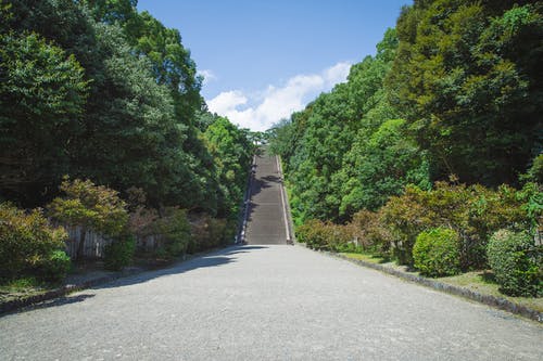 狭窄的道路穿过茂密的树木，导致僵硬的楼梯 · 免费素材图片