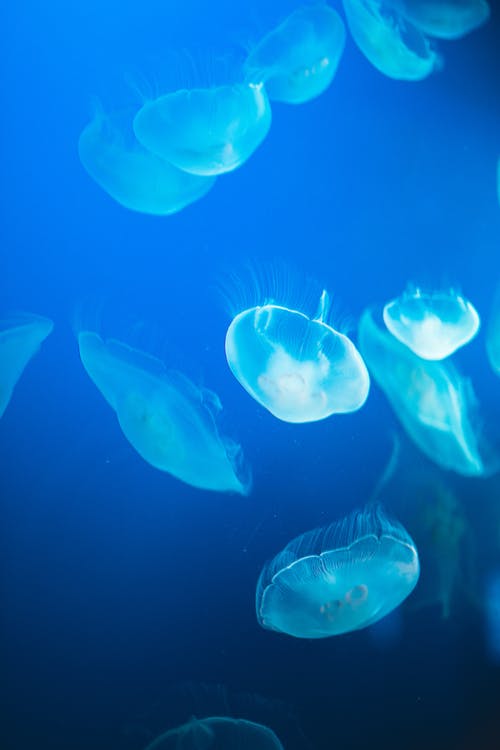 水母在蓝色暗水中的组 · 免费素材图片
