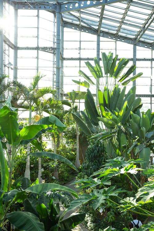 温室，各种热带植物 · 免费素材图片