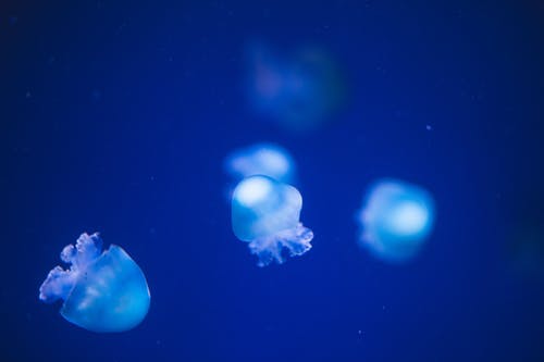 漂浮在深蓝色的海水中的小水母 · 免费素材图片