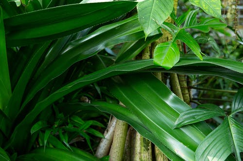 温室植物的绿色厚实的叶子 · 免费素材图片