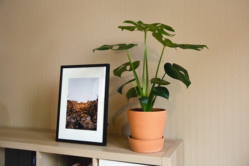 装裱的自然照片和盆栽绿色室内植物在架子上 · 免费素材图片