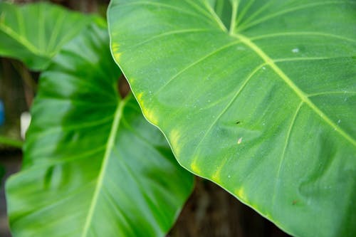 异国植物的绿叶在白天 · 免费素材图片