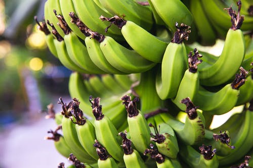 在树枝上成熟的绿色香蕉 · 免费素材图片