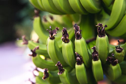 串绿色的香蕉，生长在棕榈树上 · 免费素材图片