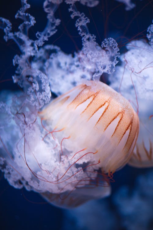 漂浮在蓝色海水中的橙色水母 · 免费素材图片