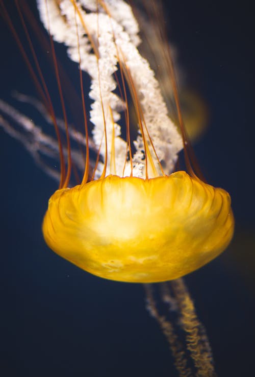 水母，长长的触角，漂浮在黑暗的水中 · 免费素材图片