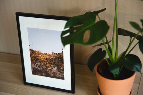 带有相框和绿色植物的架子 · 免费素材图片