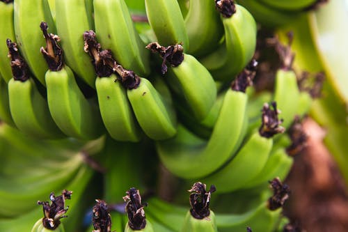 在夏天在棕榈树上成熟的香蕉 · 免费素材图片