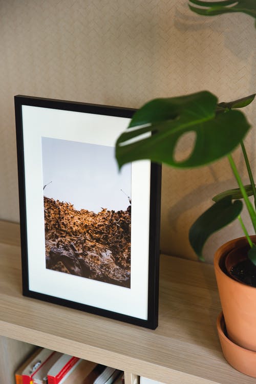 带框图像和室内植物的书架 · 免费素材图片