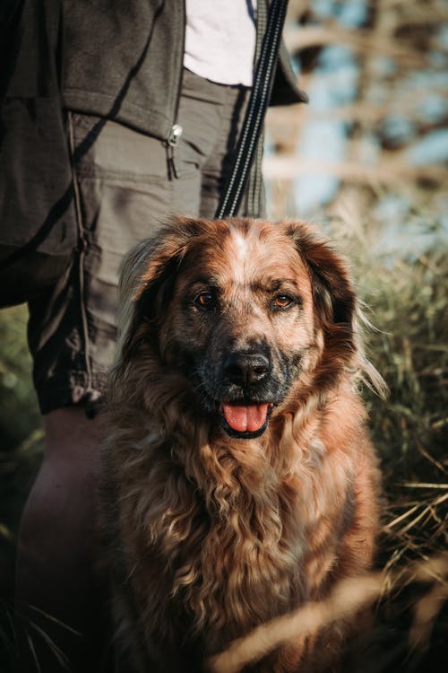 有关不露面, 人, 伴侣的免费素材图片