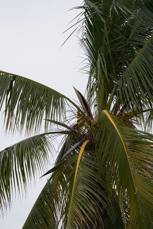 有关低角度拍摄, 垂直拍摄, 椰子的免费素材图片