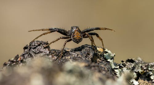 有关orb织布工蜘蛛, 令人不寒而栗的, 动物的免费素材图片