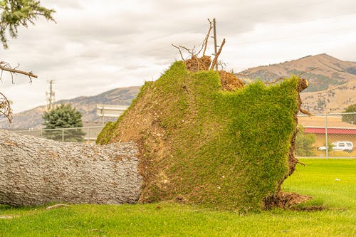 有关倒下的树, 坏心情, 多云的的免费素材图片