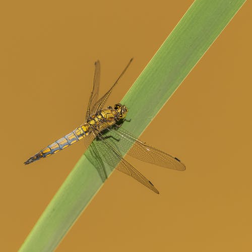 有关动物, 户外, 昆虫的免费素材图片