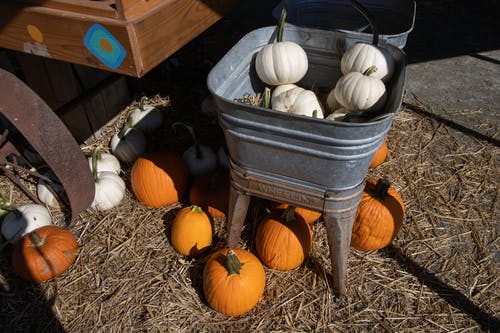 有关乾草, 南瓜, 挤压的免费素材图片