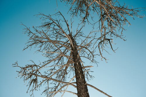 无叶的树枝，映衬在蓝天下的树 · 免费素材图片