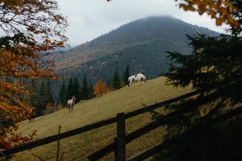白马和黑马在绿色的树木和山附近的绿草田 · 免费素材图片