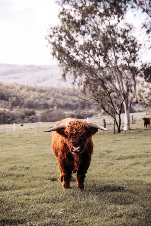 有关全身, 公牛, 农家庭院的免费素材图片
