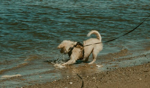 有关伴侶, 側面圖, 動物的免费素材图片