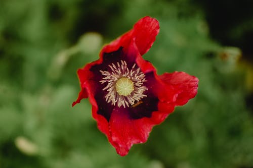 移轴镜头中的红色花朵 · 免费素材图片