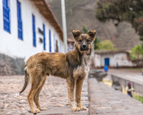 有关动物, 动物摄影, 哺乳动物的免费素材图片