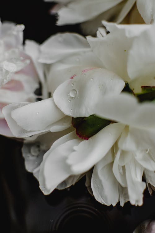 白花在微距镜头 · 免费素材图片