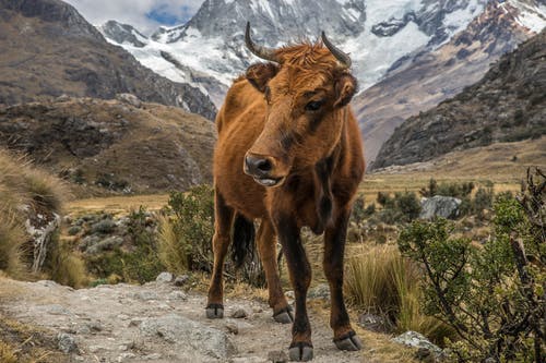 有关公牛, 動物攝影, 哺乳動物的免费素材图片