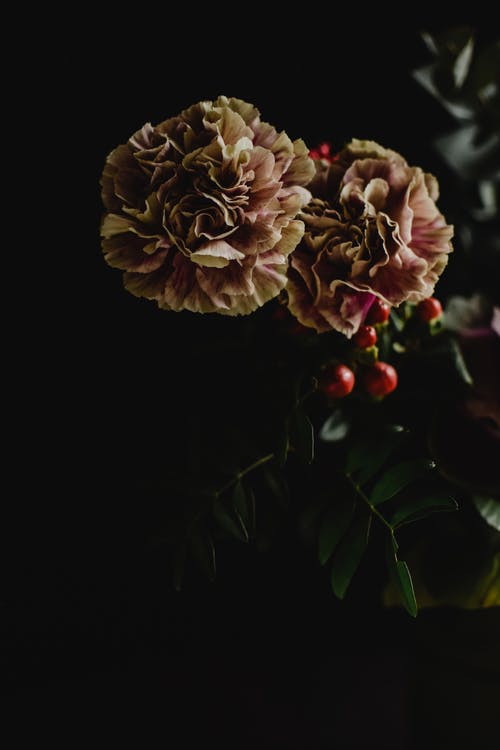 白色和棕色的花，在关闭了摄影 · 免费素材图片