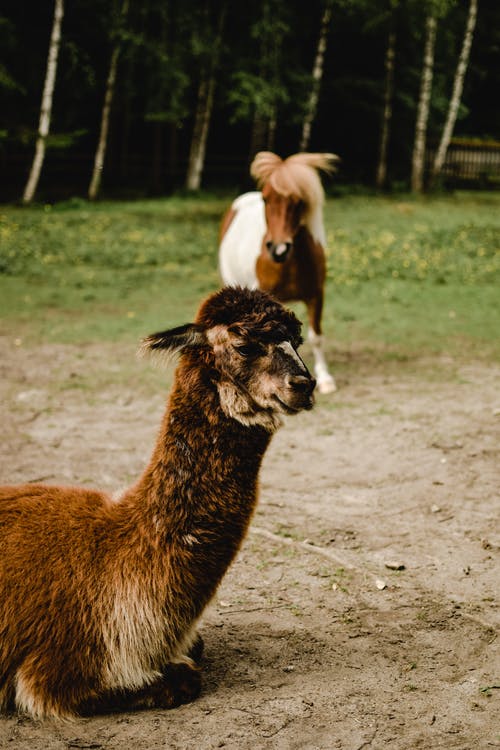 棕色和白色骆驼在绿色的草地上 · 免费素材图片