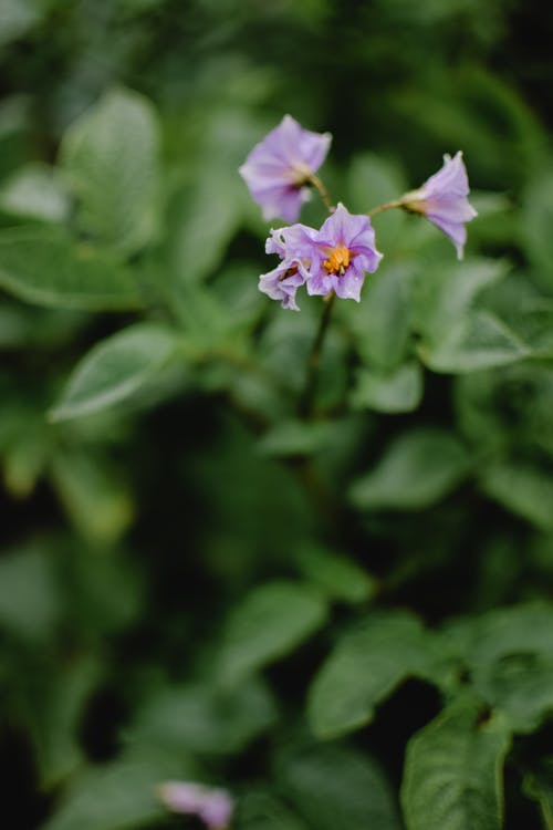 紫色的小花在转移镜头 · 免费素材图片