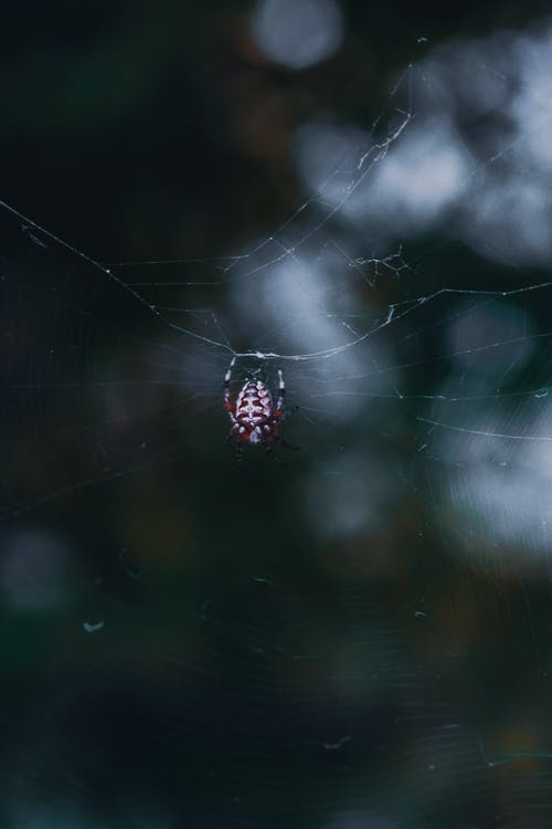 有关araneus diadematus, Web, 令人不寒而栗的的免费素材图片