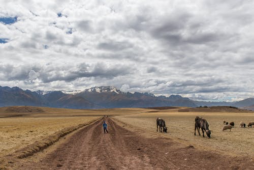 有关一群动物, 下田, 乡村小路的免费素材图片