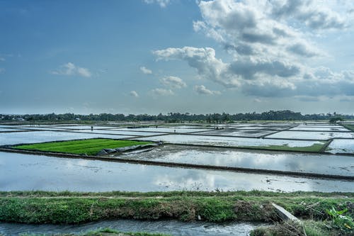 有关农业用地, 林场, 沼泽地的免费素材图片