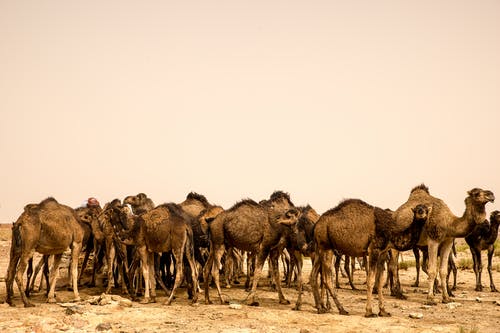 有关哺乳动物, 户外, 沙漠的免费素材图片