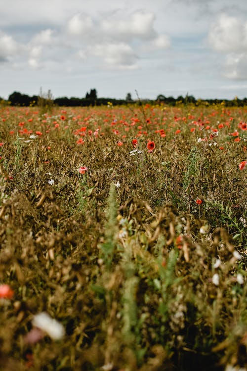 绿草场上的红色花朵 · 免费素材图片