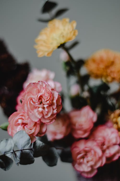 移轴镜头中的粉色和黄色花朵 · 免费素材图片