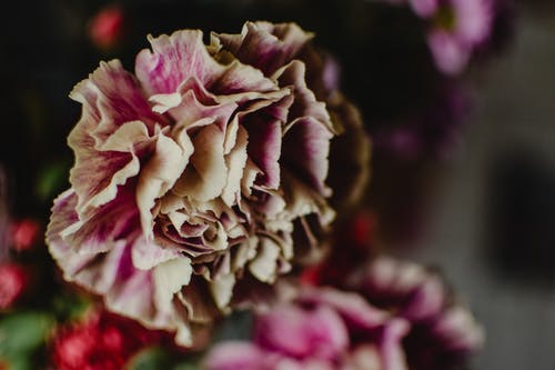 移轴镜头中的粉色和白色花朵 · 免费素材图片