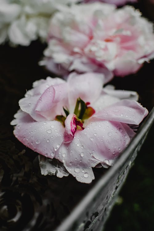 粉色和白色的花，在微距镜头 · 免费素材图片