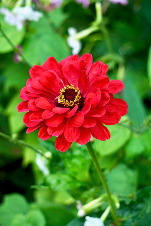 有关垂直拍摄, 植物群, 模糊背景的免费素材图片