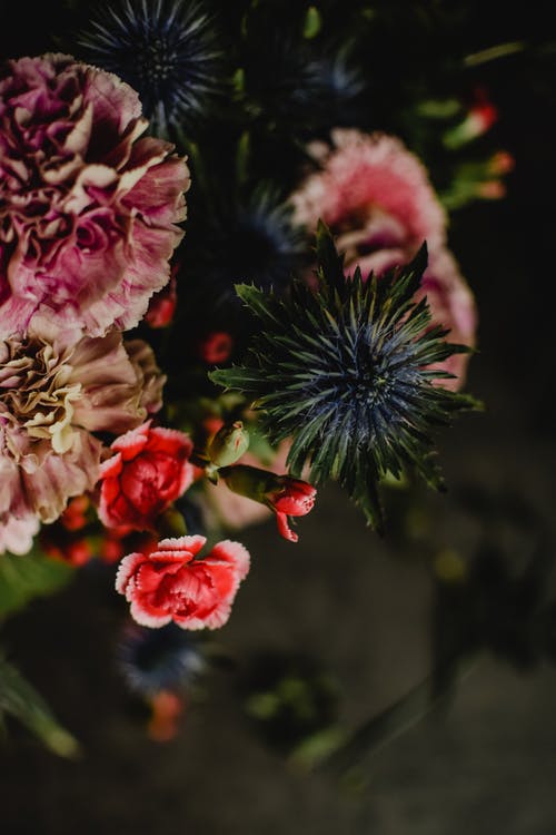 移轴镜头中的粉色和白色花朵 · 免费素材图片