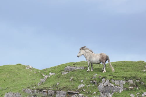 有关优雅, 冷静, 动物学的免费素材图片