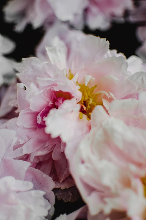 粉色和白色的花，在微距镜头 · 免费素材图片