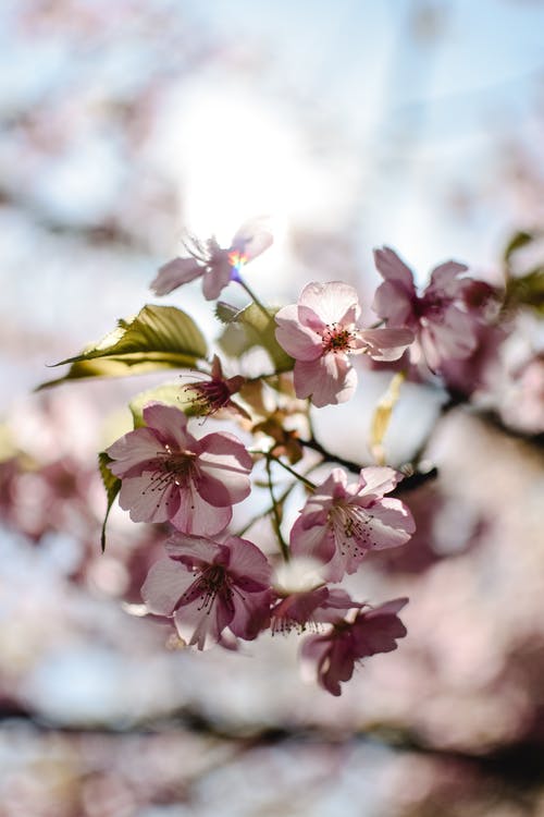 移轴镜头中的粉色和白色花朵 · 免费素材图片