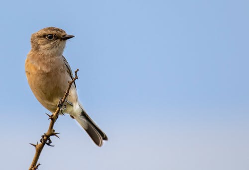 有关saxicola caprata, 从下面, 低角度的免费素材图片