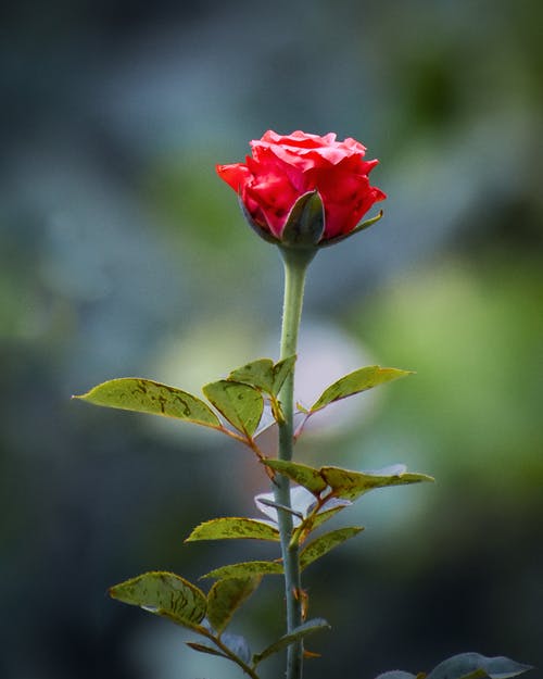 有关垂直拍摄, 增长, 天性的免费素材图片